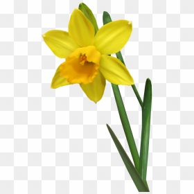 Daffodil Transparent, HD Png Download - daffodil png