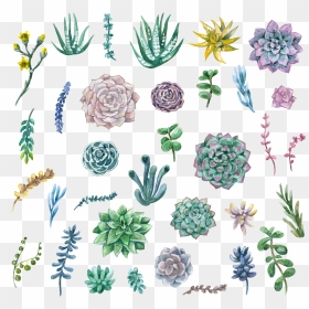 Painting Plant Clip Art, HD Png Download - succulents png