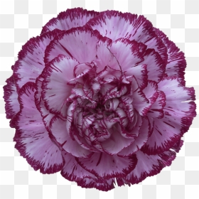 Bacarat Purple Carnation Clip Arts - Purple Carnation Transparent Background, HD Png Download - carnation png