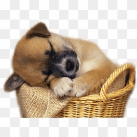 Free Png Download Cute Puppy In Basket Clip-art Png - Free Clip Art Puppies, Transparent Png - puppies png