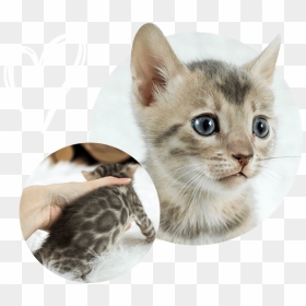 Cats Kittens For Sale - Kitten, HD Png Download - kittens png