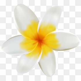 Collection Of Free - Plumeria Flower Png, Transparent Png - yellow flower png