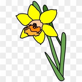 Daffodil, Yellow, Orange - Daffodil Cartoon Png, Transparent Png - daffodil png