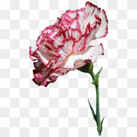 Thumb Image - Carnation Flower Png Transparent, Png Download - carnation png