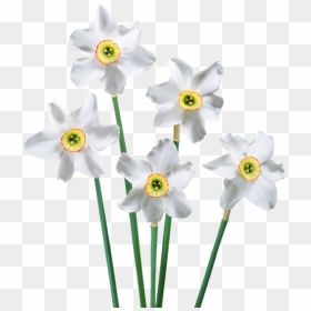 Narcissus Drawing Paperwhite Flower - Narcissus White Flower Drawing, HD Png Download - daffodil png