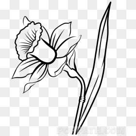 Narcissus Flower Drawing At Getdrawings - Daffodil Drawing Png, Transparent Png - daffodil png