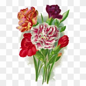 Carnation Clipart Vintage Bouquet - Carnation Flower Vintage, HD Png Download - carnation png