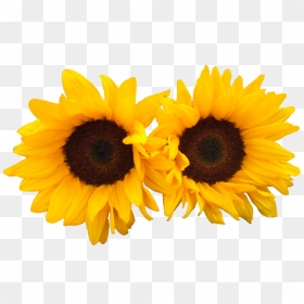 Sun Flowers Png Image - Cool Sunflower, Transparent Png - yellow flower png