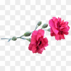Pink Carnation Png Transparent, Png Download - carnation png