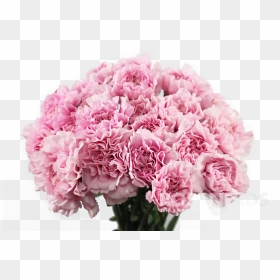 Carnation Flower Png Png Download Carnation Flower - Carnation Png, Transparent Png - carnation png