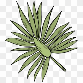 Palm Leaf Clipart, HD Png Download - leaf clipart png