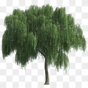 Thumb Image - Weeping Willow Tree Png, Transparent Png - sauce png