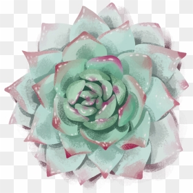 9 - Garden Roses, HD Png Download - succulents png