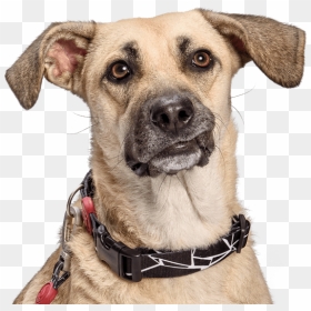 Snout Breed Dog Collar Png Download Free Clipart - Dog, Transparent Png - dog collar png