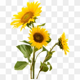 Flower, Png, And Sunflower Image - Sunflower Transparent, Png Download - yellow flower png