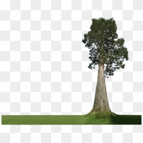 Forest Plants Png - Transparent Background Big Tree Png, Png Download - forest trees png