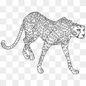 Jaguar Png Clipart - Lion Tiger Cheetah Sketch, Transparent Png - jaguar png