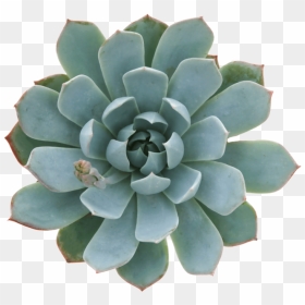 White Mexican Rose, HD Png Download - succulents png