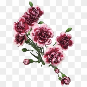 Transparent Carnation Png - Carnation Png 3, Png Download - carnation png