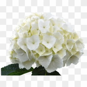 White Hydrangea Flower Png, Transparent Png - hydrangea png