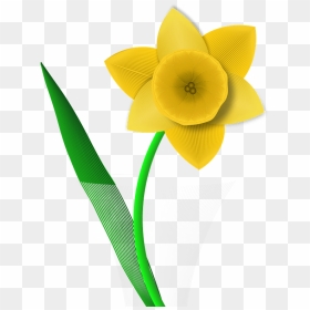 Daffodil Clipart - Narcissus, HD Png Download - daffodil png