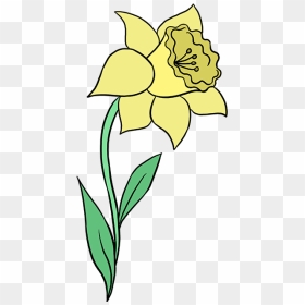 How To Draw A Daffodil - Easy Daffodil Drawing, HD Png Download - daffodil png