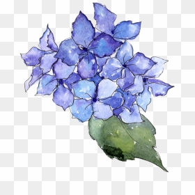 Hydrangea Transparent Watercolor Svg Transparent Download - Hydrangea Transparent Watercolor, HD Png Download - hydrangea png