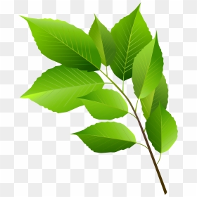 Leaf Clipart Green, HD Png Download - leaf clipart png