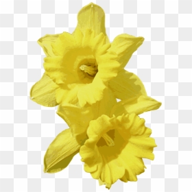 Plant,flower,petal - Transparent Background Daffodils Png, Png Download - daffodil png