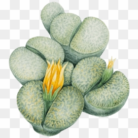 Lithops Png, Transparent Png - succulents png