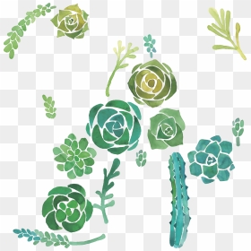 Cactaceae Watercolor Painting Succulent Plant Illustration - Disegno Cactus Con Acquerelli, HD Png Download - succulents png