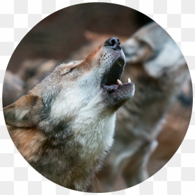 Wolf Howling Png Page - 325 No State, Transparent Png - wolf howling png