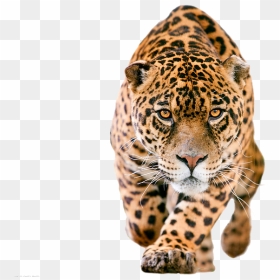 Jaguar Png , Png Download - Jaguar Png, Transparent Png - jaguar png