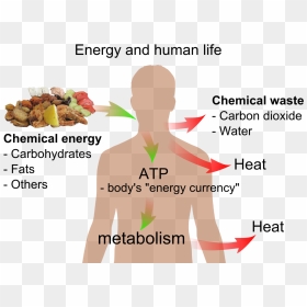 Energy And Life - Human Body Chemical Energy, HD Png Download - life png