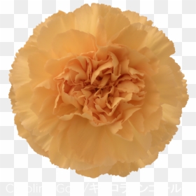 Colibri Flowers Carnation Caroline Gold, Grower Of - Carnation, HD Png Download - carnation png