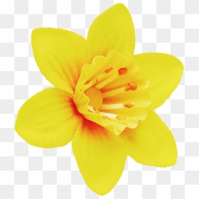Daffodil Png Image File - Daffodil Yellow And Orange, Transparent Png - daffodil png