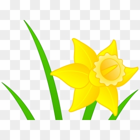 Daffodils Clipart Mothering Sunday, HD Png Download - daffodil png