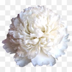 Carnation , Png Download - Carnation, Transparent Png - carnation png