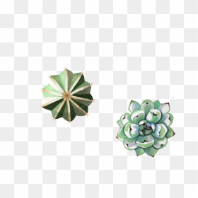 Succulents - Echeveria, HD Png Download - succulents png