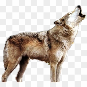 Hd Wolf Png - Transparent Wolf Howling Png, Png Download - wolf howling png