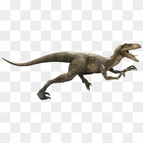 Jurassic Park Velociraptor Deinonychus Late Cretaceous - Dinosaurios Velociraptor Png, Transparent Png - jurassic park png