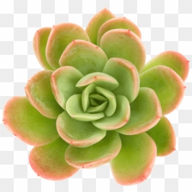 Succulent Plant, HD Png Download - succulents png