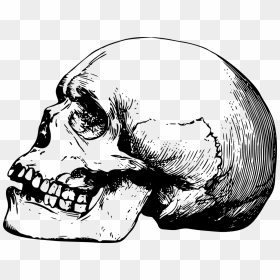 Skulls - Skull Art Side View, HD Png Download - black skull png