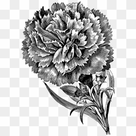Chrysanths,plant,flora - Carnation Flower Images Black And White, HD Png Download - carnation png