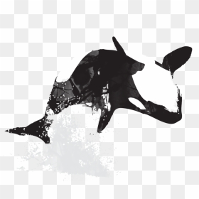 Free Download - Killer Whale, HD Png Download - white paint splatter png