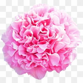 Pink Carnation Flower Png, Transparent Png - carnation png
