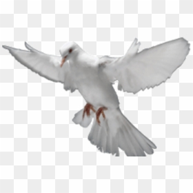 Ted Line Reconnect To Holy Spirit Power Contact Us - Wisdom Holy Spirit Transparent, HD Png Download - holy spirit png