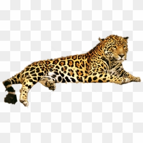 Free Png Jaguar Png Png Images Transparent - Leopard Png Clipart, Png Download - jaguar png