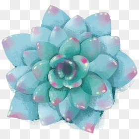 7 - Echeveria, HD Png Download - succulents png