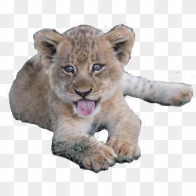 Transparent Lion Cub Png - Lion Cub Transparent Background, Png Download - cubs png